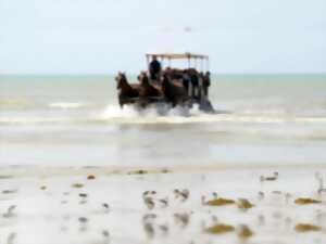 photo Attelages des Grandes Marées