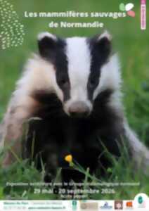 photo Les mammifères sauvages de Normandie