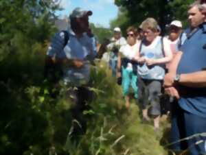 photo Sortie nature : Plantes comestibles et médicinales