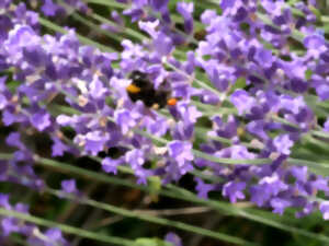 photo Écrire les sens au jardin : le toucher