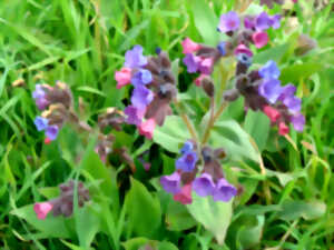 photo Herborisation printanière