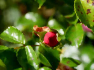 photo Balade botanique dessinée