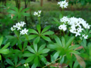 photo Veillée conte