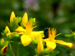 photo Herborisation estivale