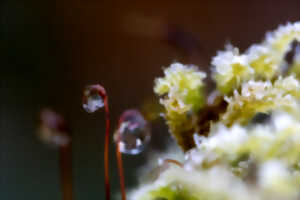 photo Écrire les sens au jardin : sixième sens