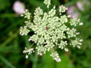 photo Ecrire les sens au jardin : le goût