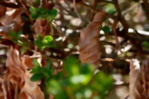 photo Veillée conte