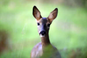 photo Domaine de Sédières : Exposition en extérieur