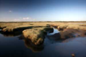 photo Les Polders du Bassin d'Arcachon