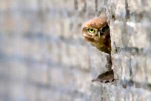 photo Balade sur les traces du vivant : entre pierres et nature