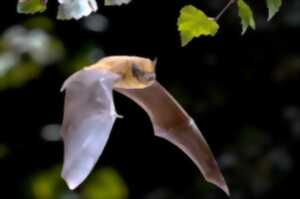 photo A la découverte des chauves-souris