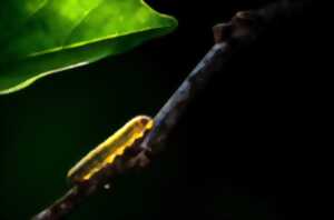 photo A la recherche des nids de Damier de la Succise