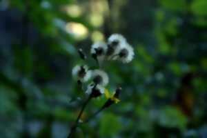 photo La biodiversité : richesse de nos jardins