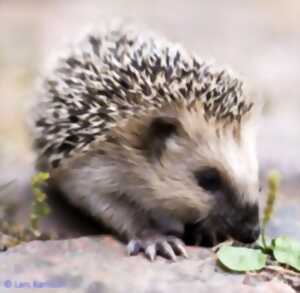 photo À la recherche du hérisson : atelier de construction de tunnels à empreintes