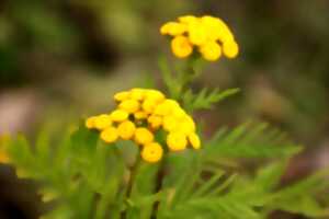 photo Savez-vous planter les choux...