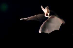 photo Sortie Chauves-souris