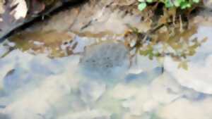 photo La vie d'une mare