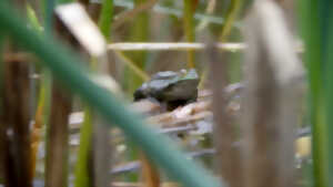 photo Zoom sur la mare