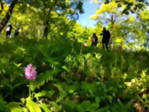photo Balade découverte des orchidées sauvages