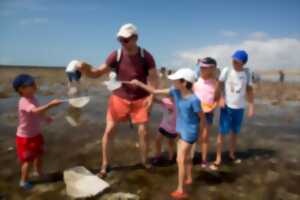 photo Sortie nature : Coquillages et crustacés