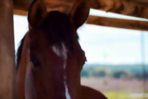 photo Stage équicoaching