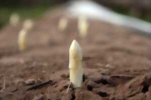 photo Visite du producteur d'asperges - Ferme Isner