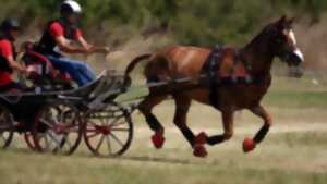 photo Concours international d'attelage