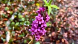 photo Sortie Flore printanière remarquable