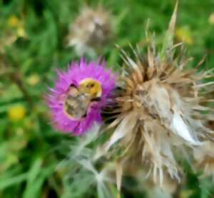 photo Randonnée à la découverte des plantes sauvages