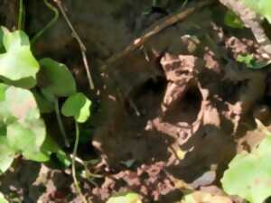 photo Traces et indices laissés dans le Sanctuaire de nature 