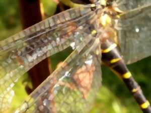 photo Mademoiselle libellule