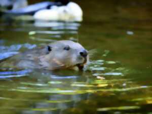photo Traces et indices du castor