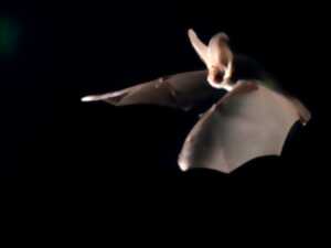 photo Rencontre avec les chauves-souris du sanctuaire