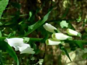photo Sortir en nature sauvage proche de chez soi