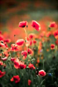 photo ATELIER CRÉATIF DE PRINTEMPS