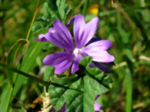 photo DÉCOUVREZ LES BIENFAITS DES PLANTES SAUVAGES