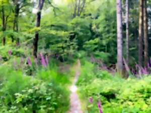 photo Visite de la Réserve nationale de chasse et de faune sauvage de la Petite-Pierre