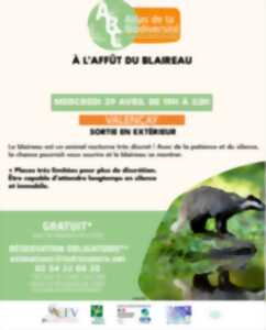 photo À l'affût du blaireau