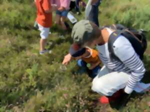 photo Sortie nature : Au pays des plantes carnivores