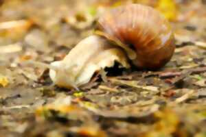 photo Sors de ta coquille : Limaces et escargots