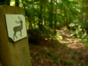 photo Escape Game Nature : le mystère du grand cerf