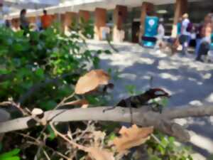 photo FÊTE DE LA NATURE