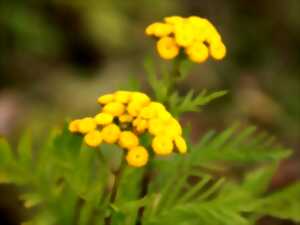 photo Savez-vous planter les choux...