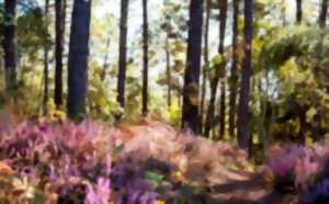 photo Balade Pédestre guidée