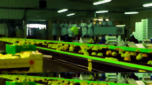 photo Route de la Pomme du Limousin : Visite coopérative 2026