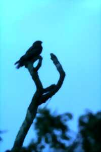 photo Sortie nature : Un soir d'été dans les landes, à l'écoute de l'engoulevent