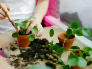 photo Bourse aux plantules