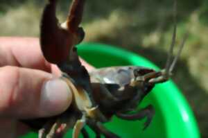 photo Sortie nature : Découverte de la pêche des écrevisses
