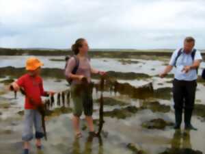 photo Sortie nature : Les algues et leurs secrets