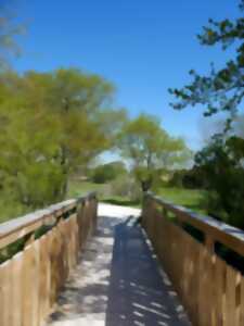 photo Sortie participative - le papillon de nuit